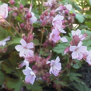 Geranium macrorrhizum Ingwersen's Variety