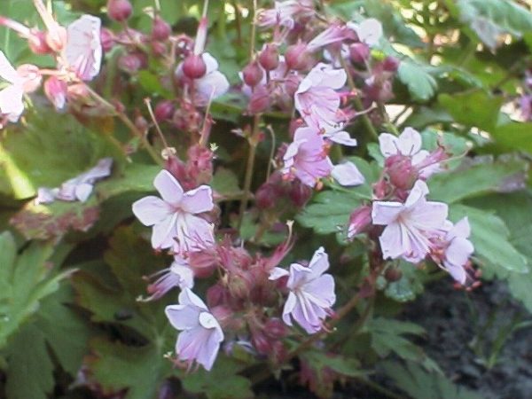 Geranium macrorrhizum Ingwersen's Variety