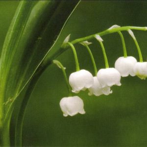 Convallaria