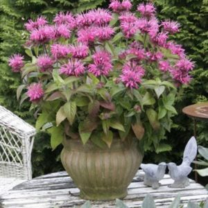 Monarda Pink Lace®