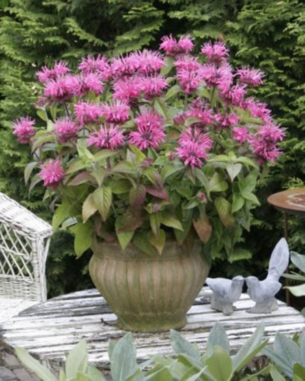 Monarda Pink Lace®