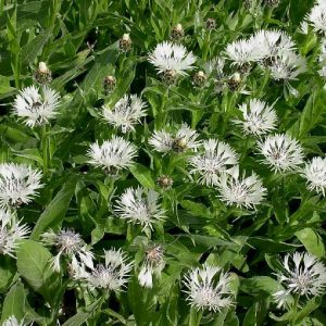 Centaurea montana Alba