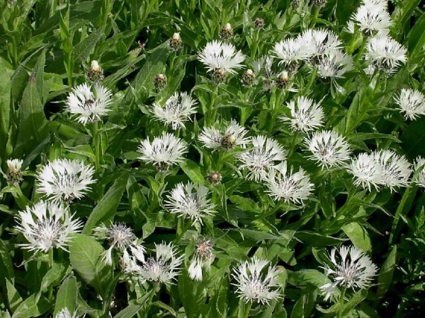 Centaurea montana Alba