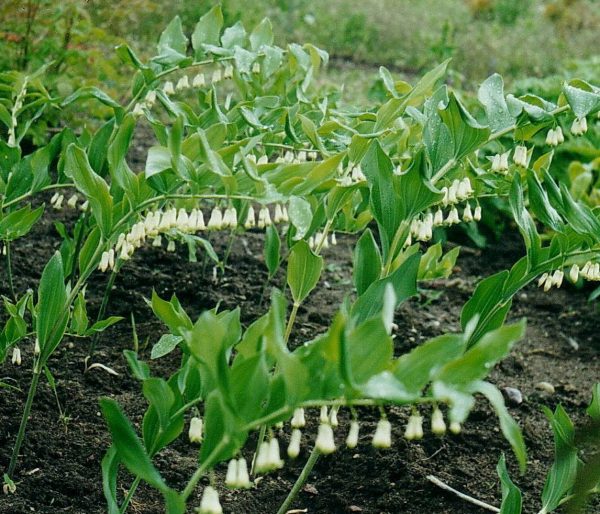 Polygonatum multiflorum