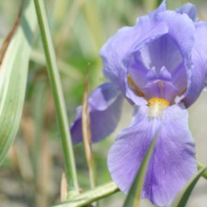 Iris pallida