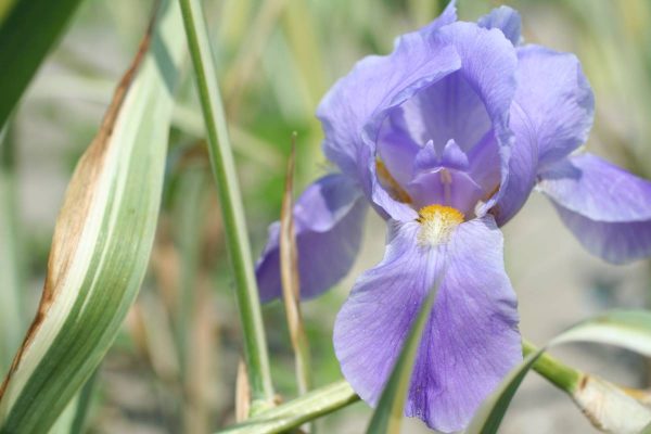 Iris Pallida Albo Variegata