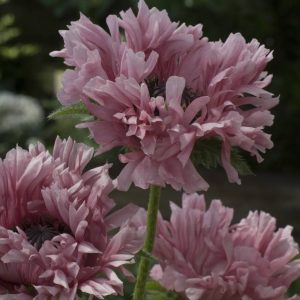 Papaver Ruffled Patty®