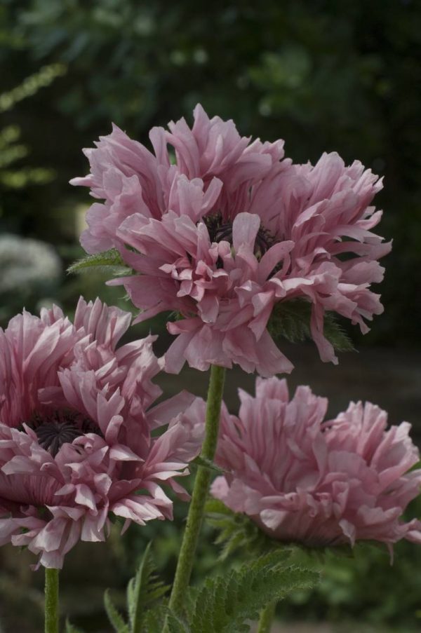 Papaver Ruffled Patty®