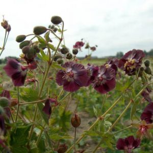 Geranium phaeum