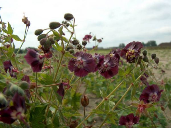 Geranium phaeum