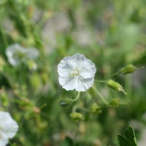 Geranium phaeum Album