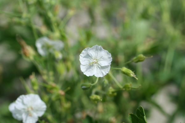 Geranium phaeum Album