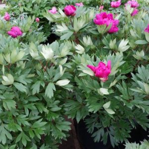 Paeonia  Pink Ardour
