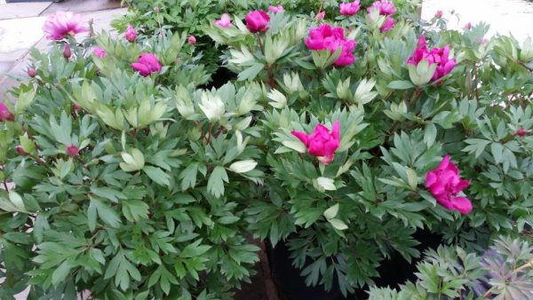 Paeonia  Pink Ardour