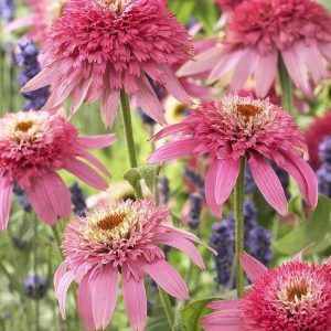 Echinacea Pink Double Delight®