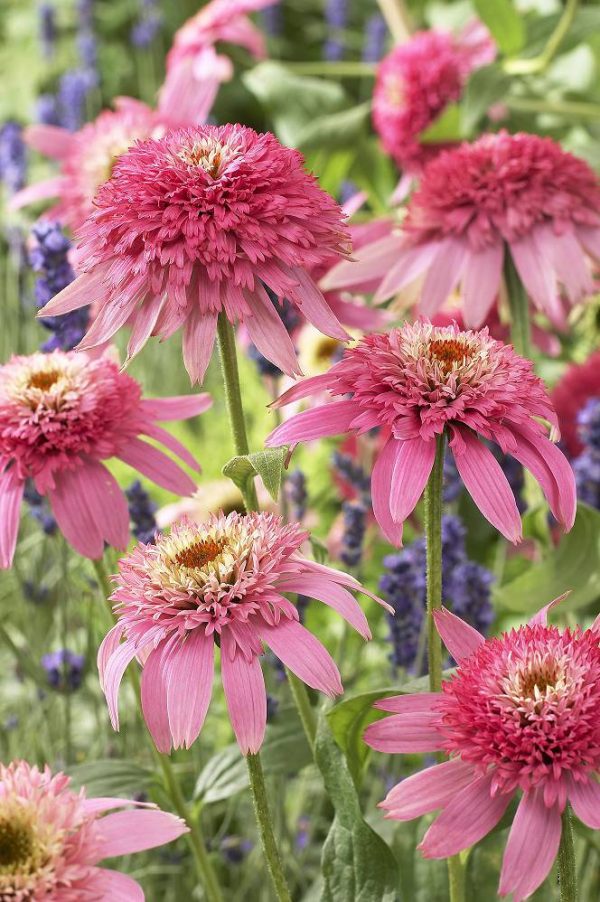 Echinacea Pink Double Delight®