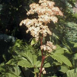 Rodgersia pinnata