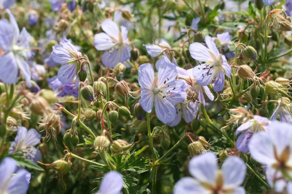Geranium pratense Mrs. Kendall Clark