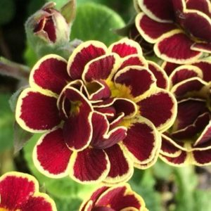 Primula hybrid Elisabeth Killaway