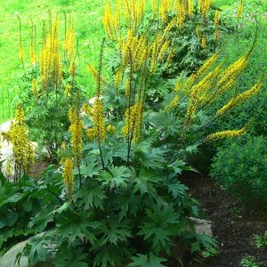 Ligularia przewalskii