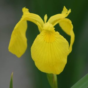 Iris Pseudocorus