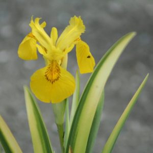 Iris pseudocorus Variegata