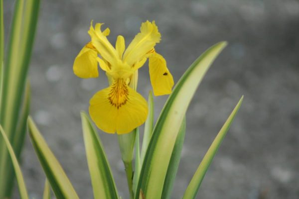 Iris pseudocorus Variegata