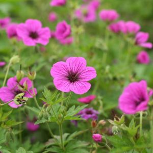 Geranium psilostemon