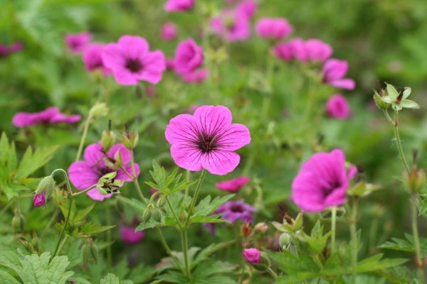 Geranium psilostemon