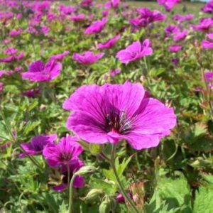 Geranium psilostemon Iwan