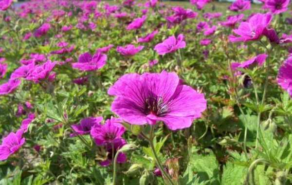 Geranium psilostemon Iwan