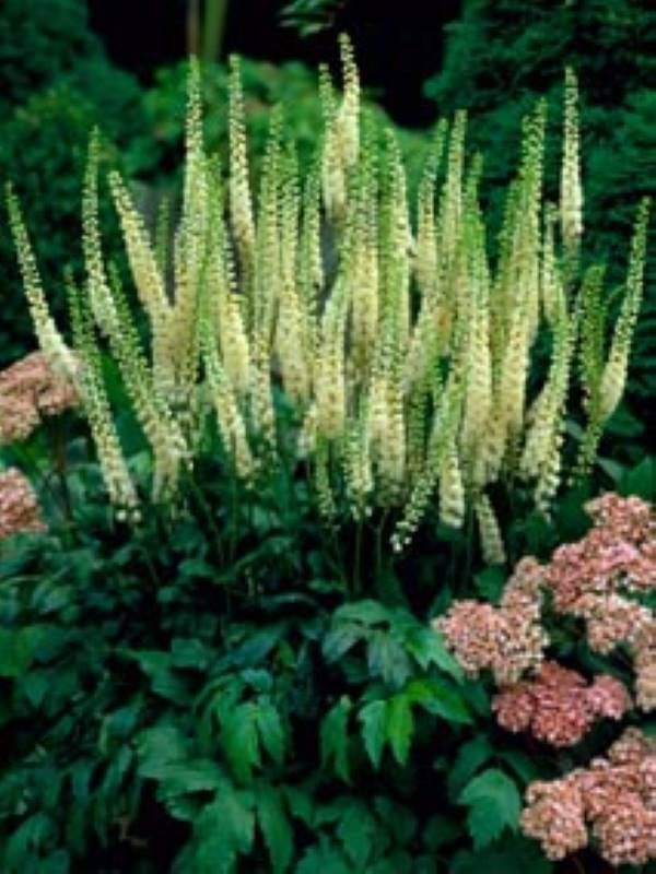 Actea racemosa