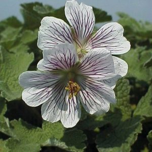 Geranium renardii