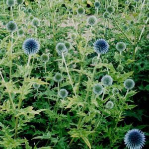 Echinops ritro