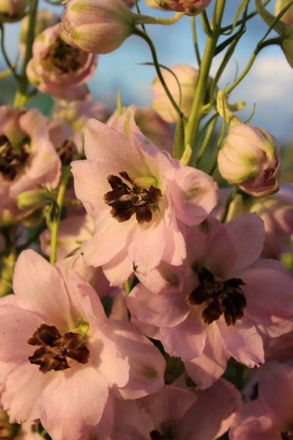 Delphinium elatum Sky Sensation
