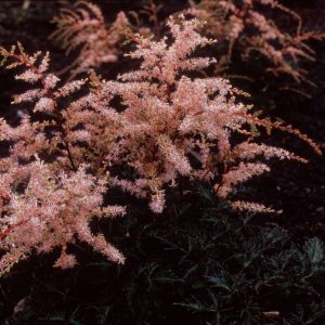 Astilbe Sprite