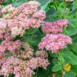 Sedum Herbstfreude