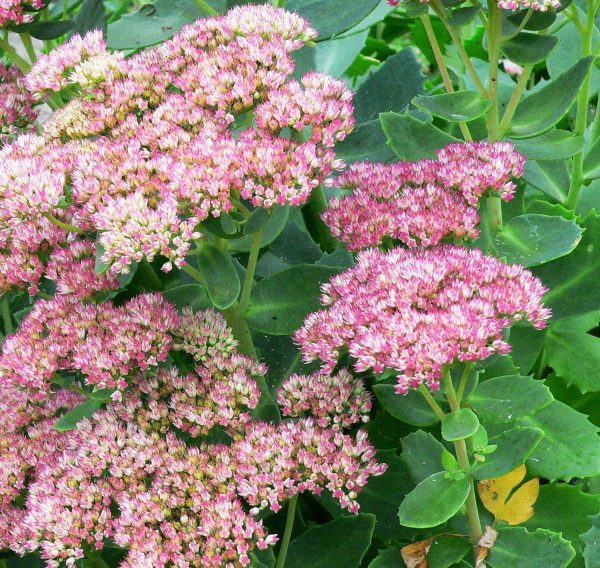 Sedum Herbstfreude