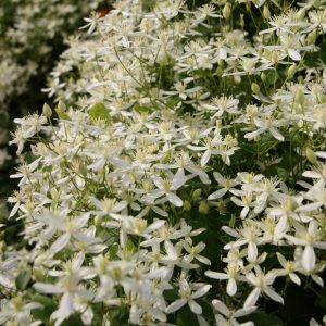 Clematis Terniflora(Maxim)