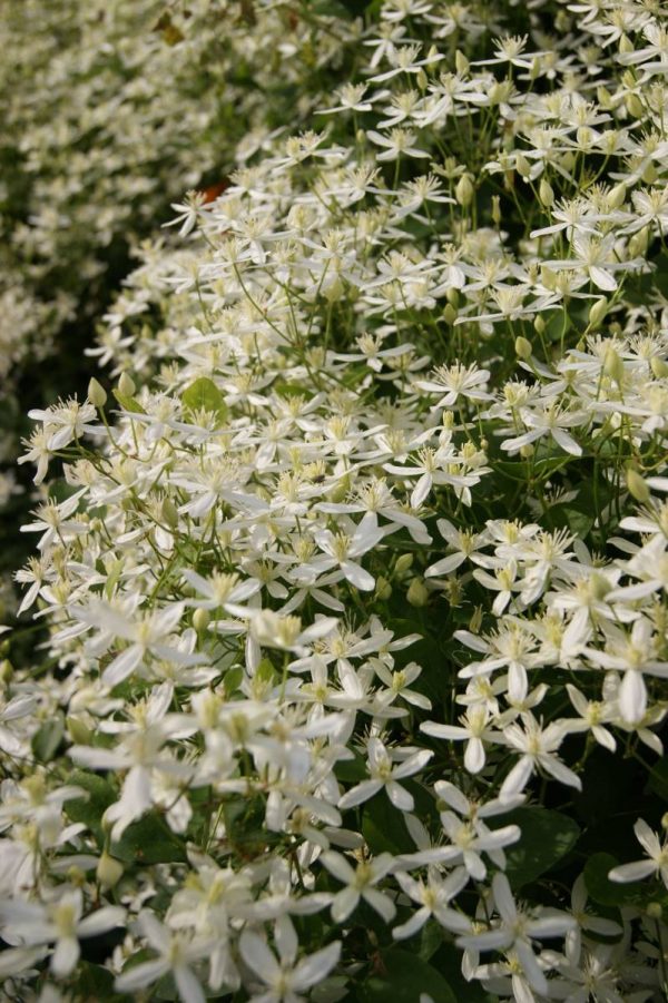 Clematis Terniflora(Maxim)
