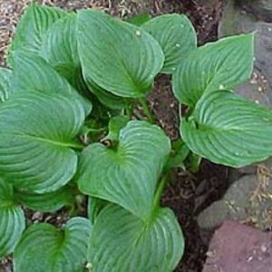 Hosta ventricosa
