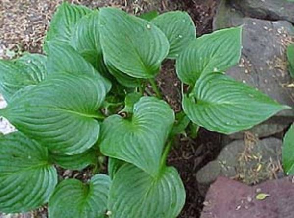 Hosta ventricosa