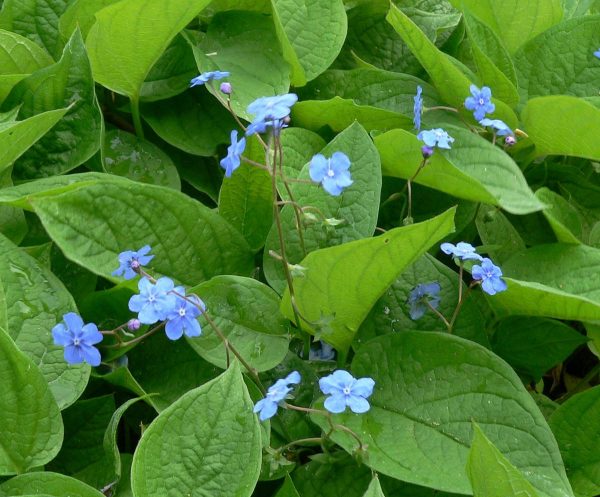 Omphalodes verna