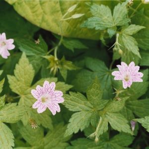 Geranium versicolor