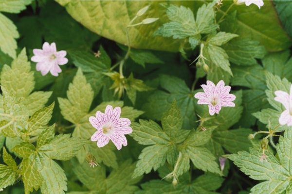 Geranium versicolor