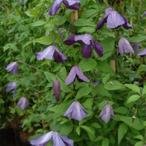 Clematis Viticella