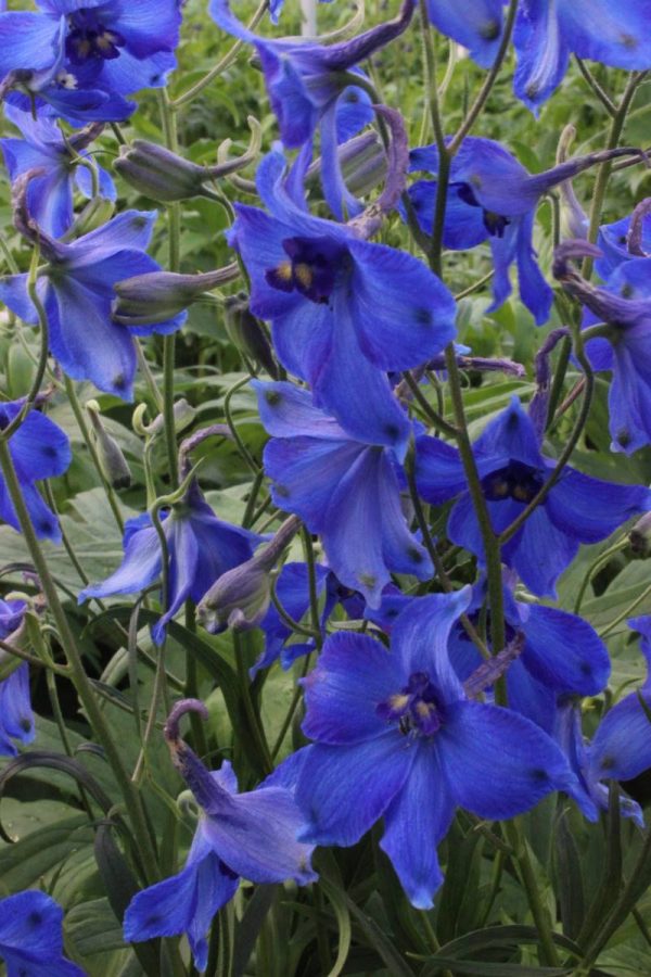 Delphinium bellad. Volkerfrieden