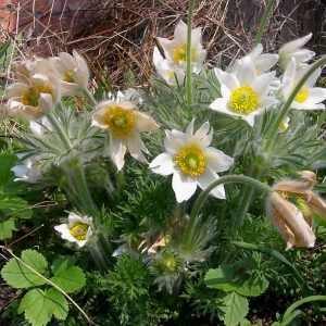 Pulsatilla vulgaris white