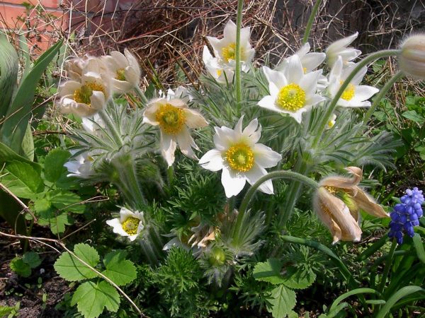 Pulsatilla vulgaris white