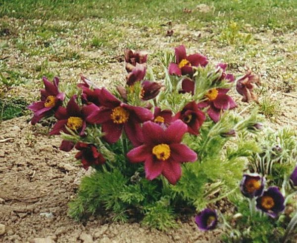 Pulsatilla vulgaris red